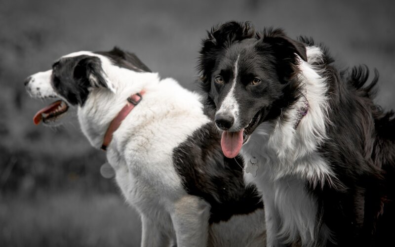 Two Border Collie Dogs — Black, Calm, Photograph