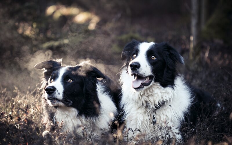 Two Border Collie Dogs — Black, Calm