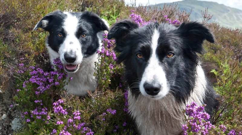 Two Border Collie Dogs — Black, Natural