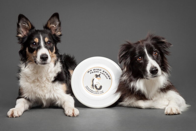 Two Border Collie Dogs — Black