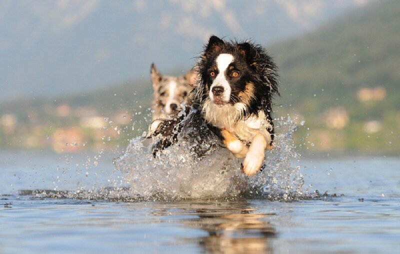 Two Border Collie Dogs — Blue