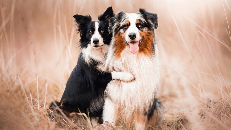 Two Border Collie Dogs — Brown, Calm