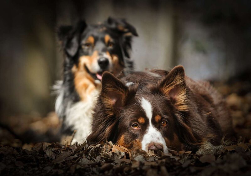 Two Border Collie Dogs — Brown