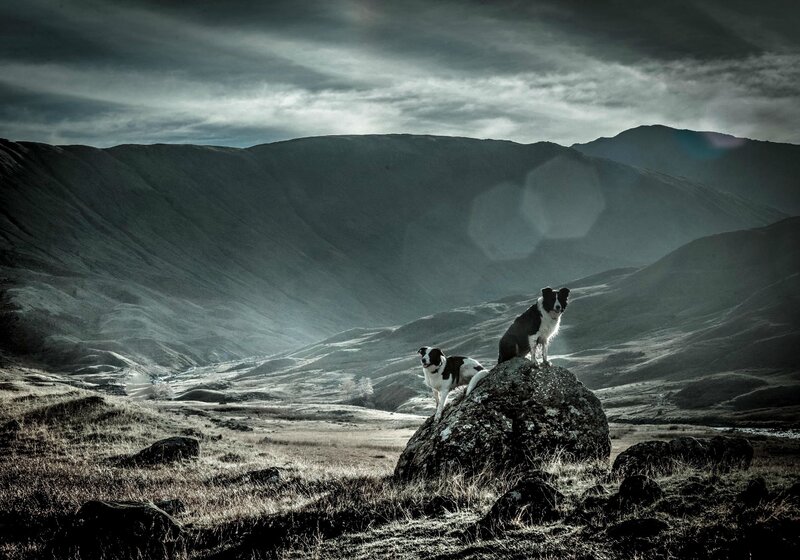 Two Border Collie Dogs — Gray