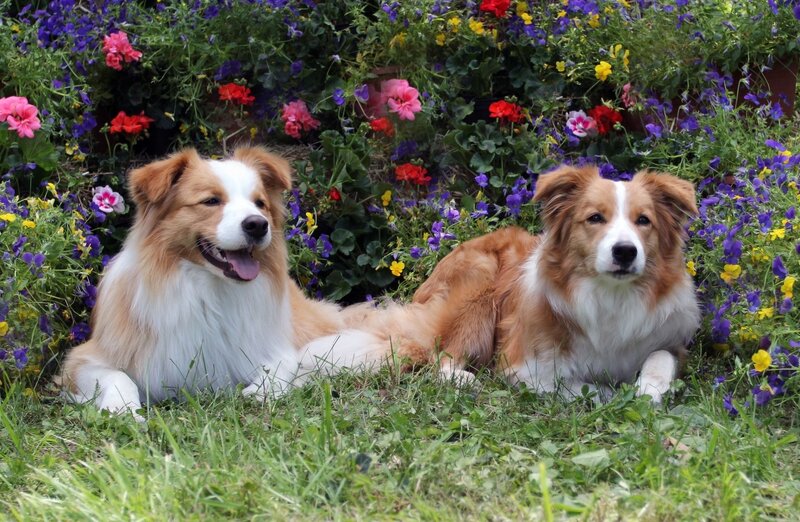 Two Border Collie Dogs — Green, Calm