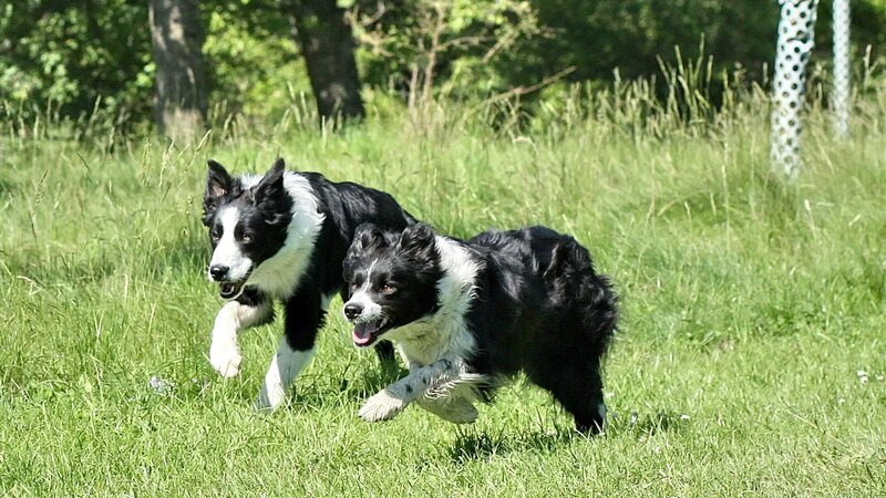 Two Border Collie Dogs — Green