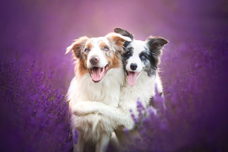 Two Border Collie Dogs — Purple, Calm