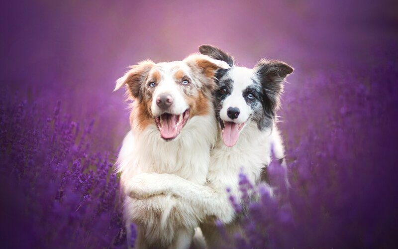 Two Border Collie Dogs — Purple