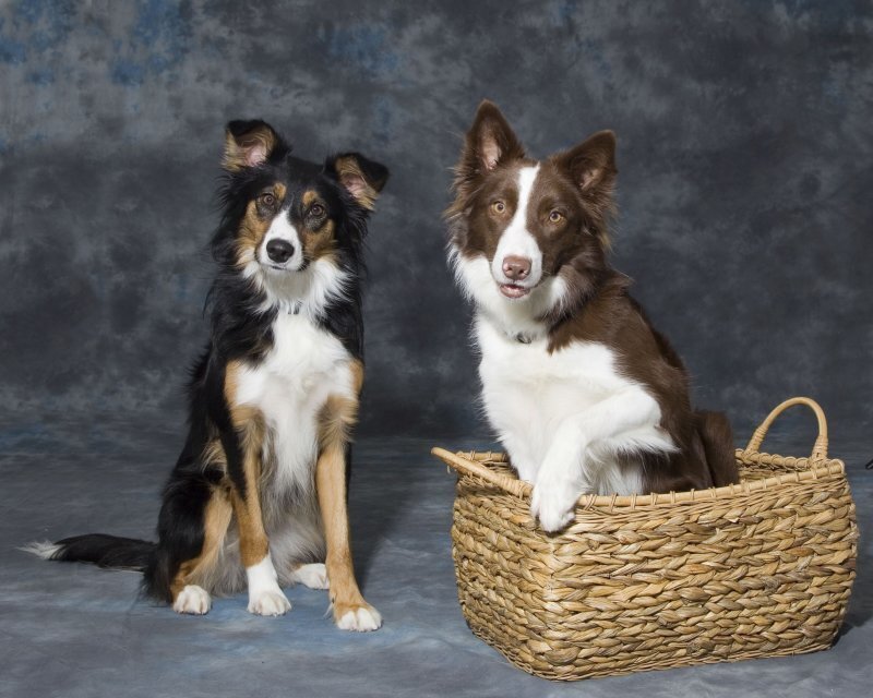 Two Border Collie Dogs