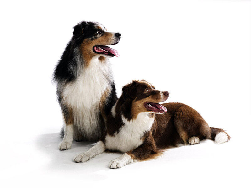 Two Border Collie Dogs — White, Calm