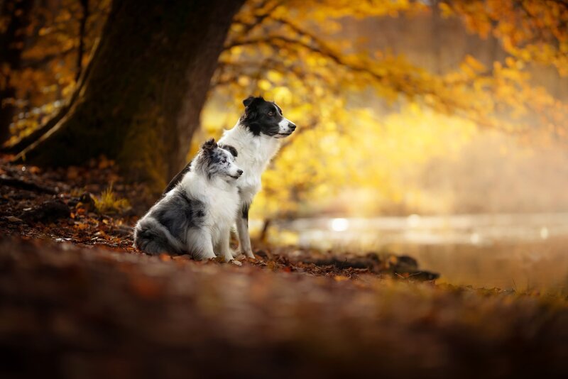 Two Border Collie Dogs — Yellow, Serene