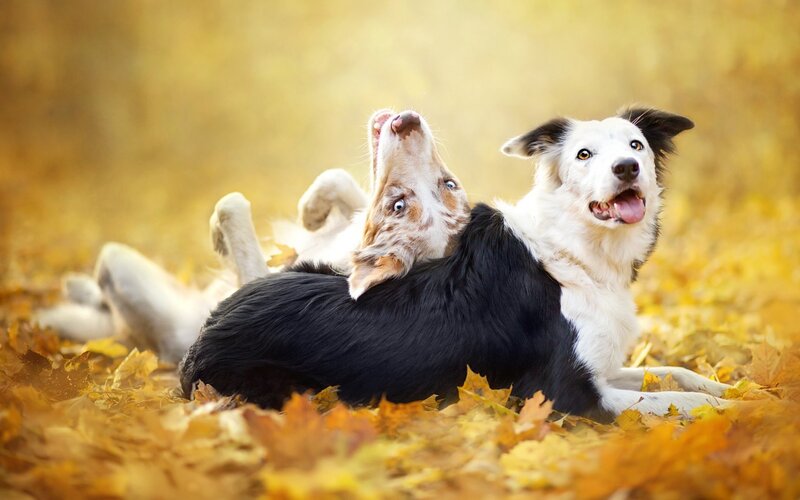 Two Border Collie Dogs — Yellow