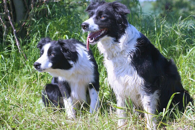 Two border collies in grass