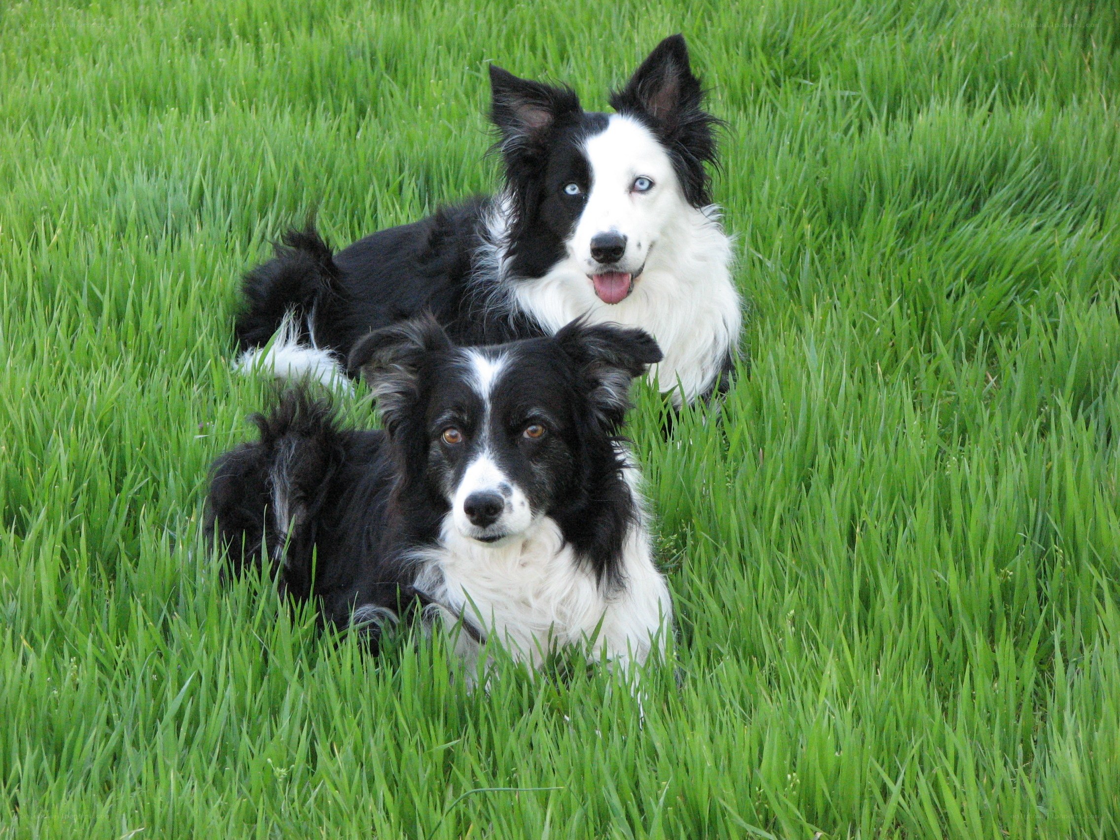 Two border collies in grass