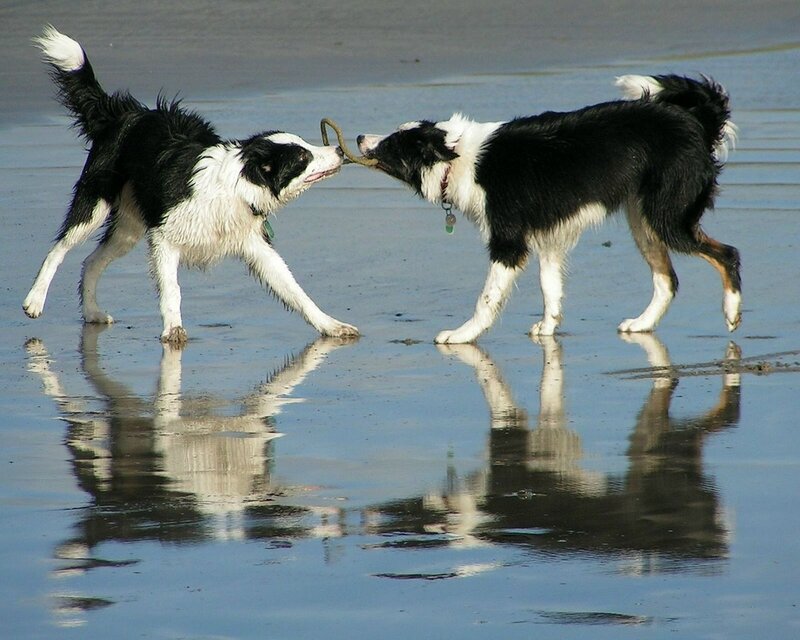 Two Border Collies Playing