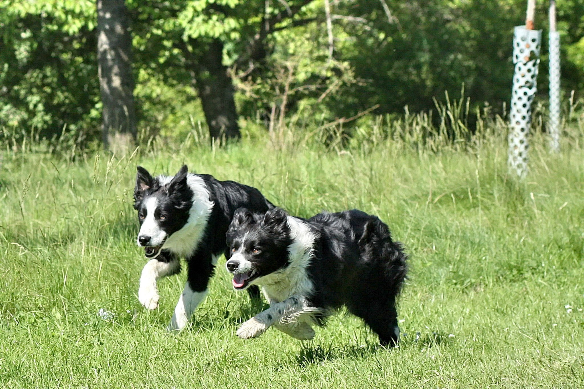 Two border collies running in a field
