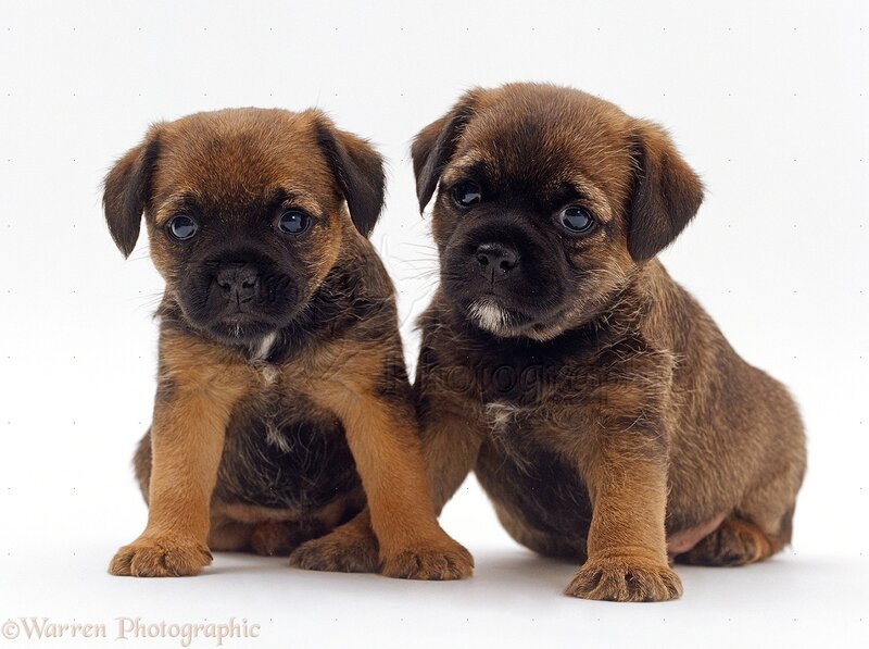 Two Border Terrier Puppies