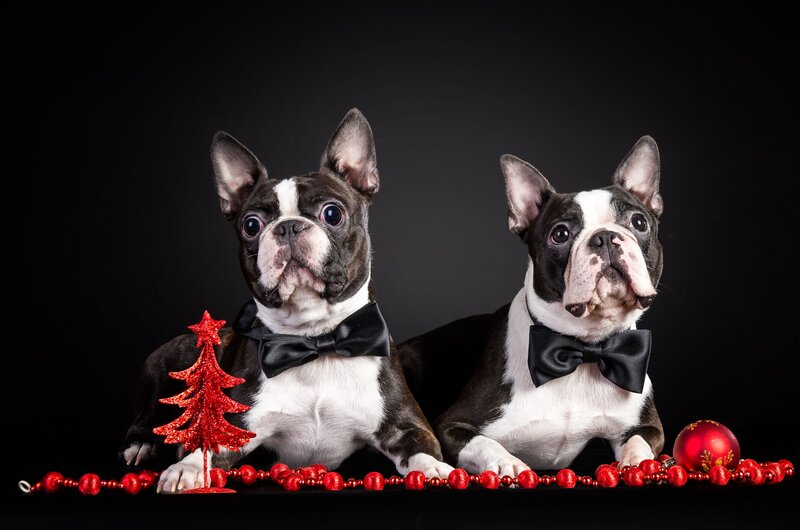 Two Boston Terrier Dogs — Black, Festive