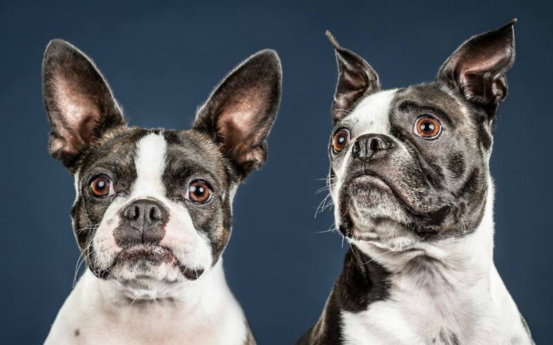 Two Boston Terrier Dogs — Black, Neutral, Photograph
