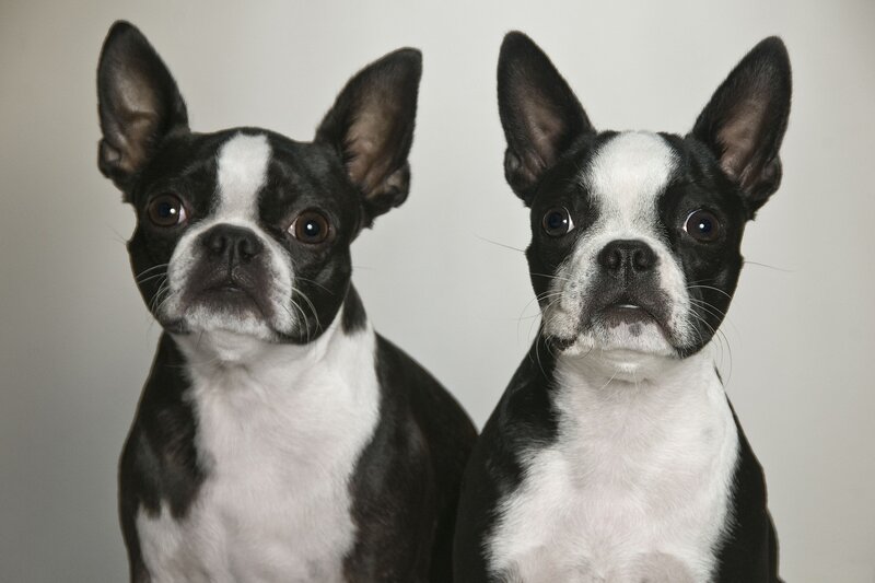 Two Boston Terrier Dogs — Black, Neutral