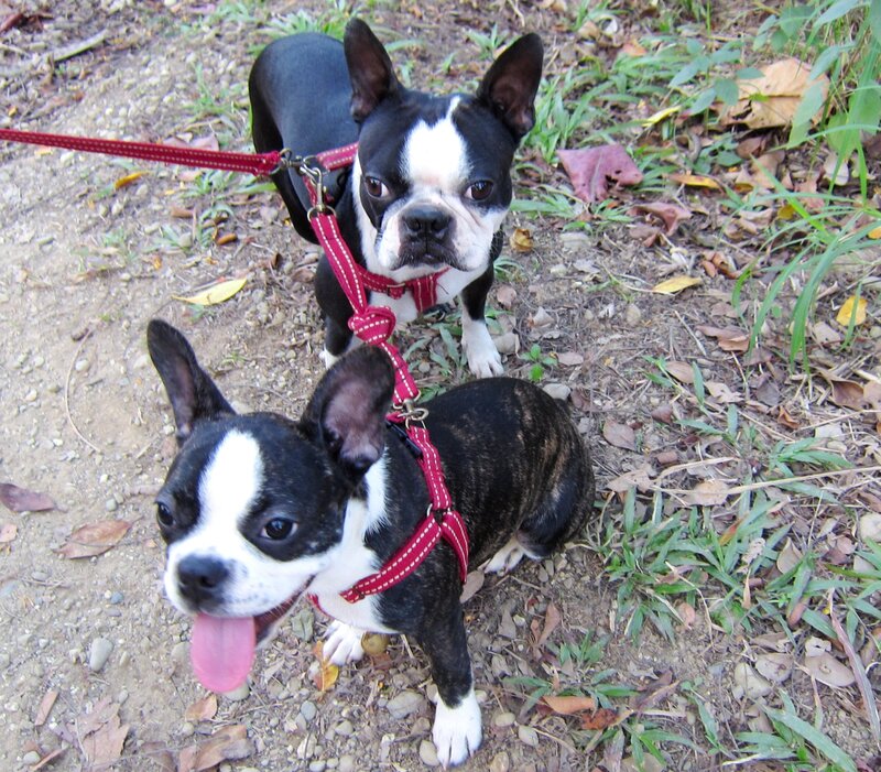 Two Boston Terrier Dogs — Black