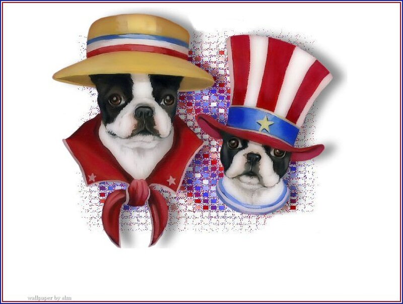 Two Boston Terrier Dogs