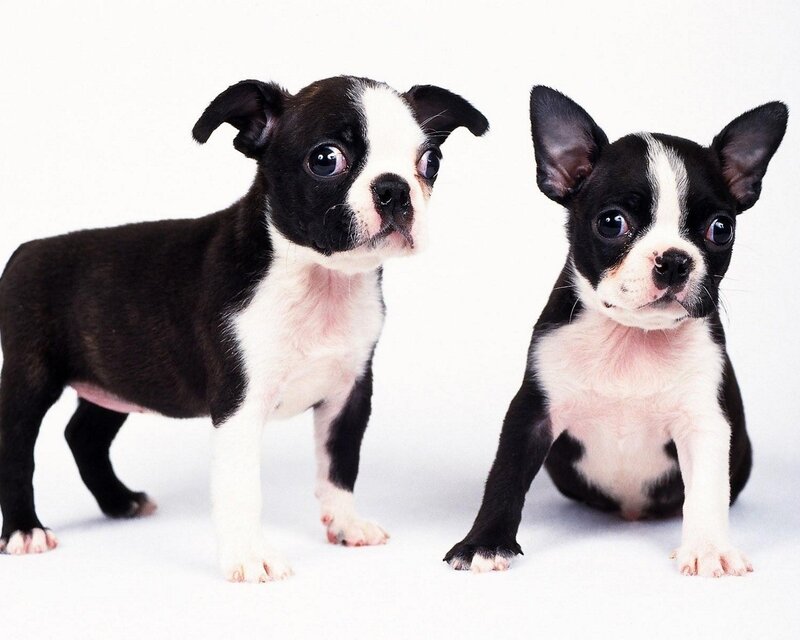 Two Boston Terrier puppies