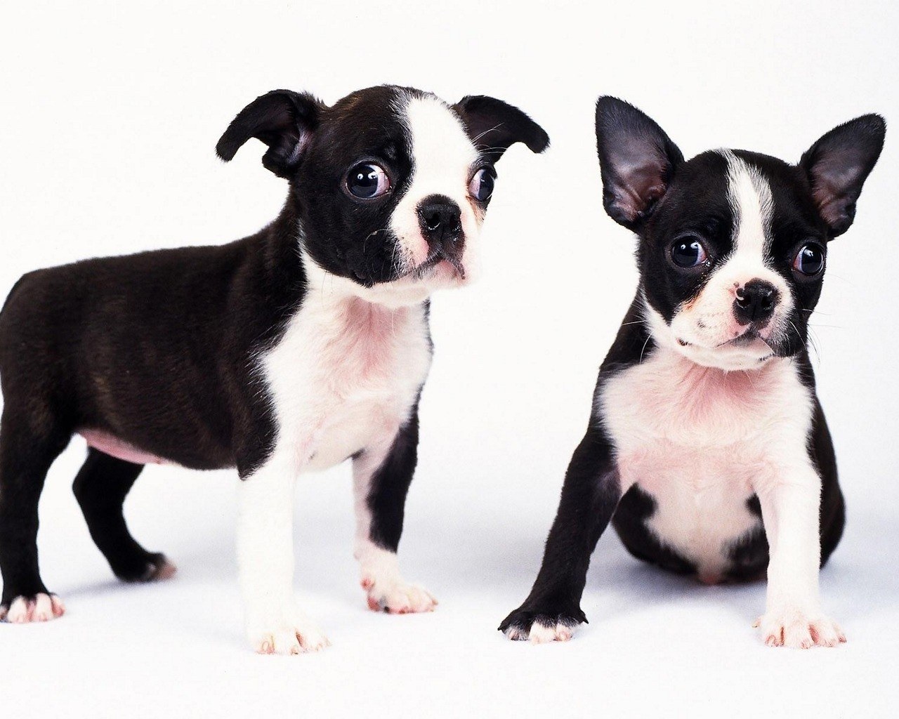 Two Boston Terrier puppies