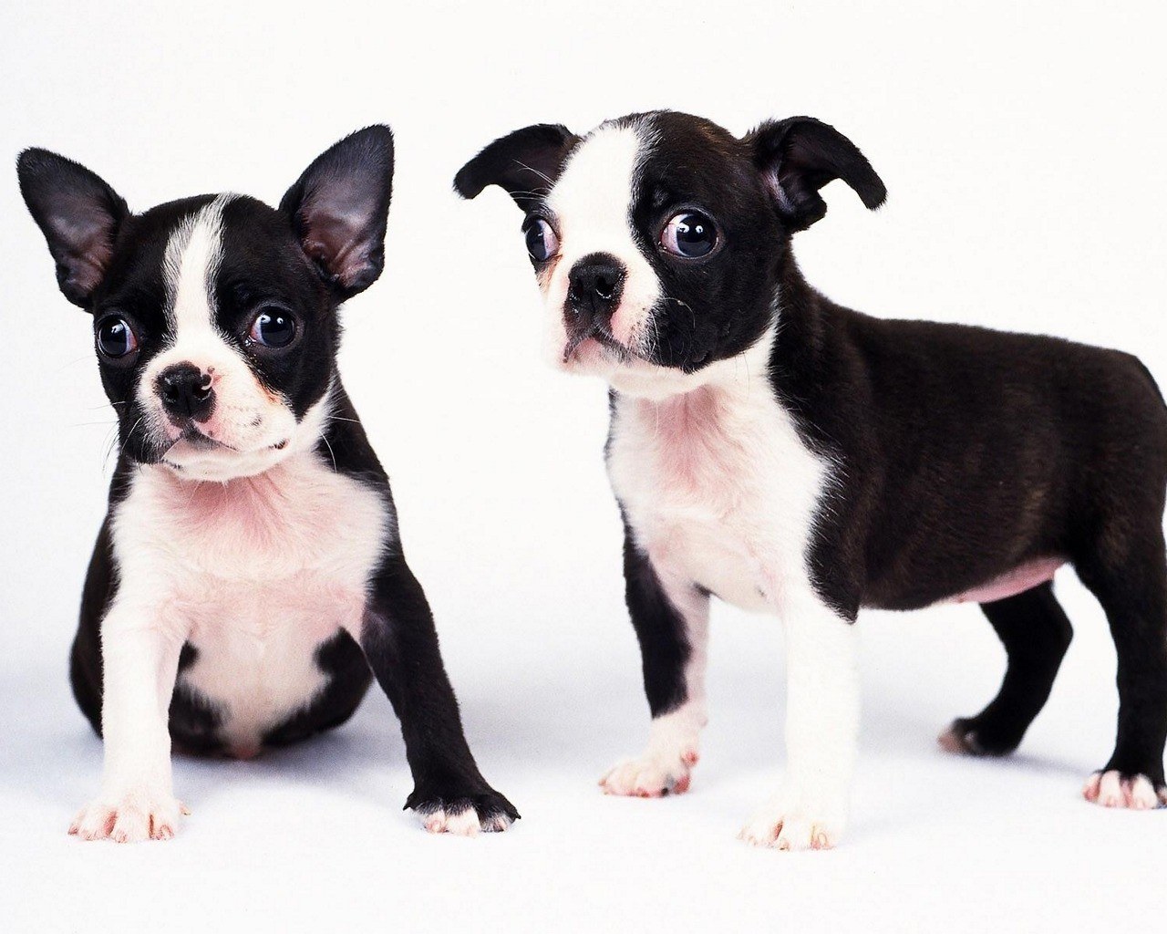 Two Boston Terrier puppies