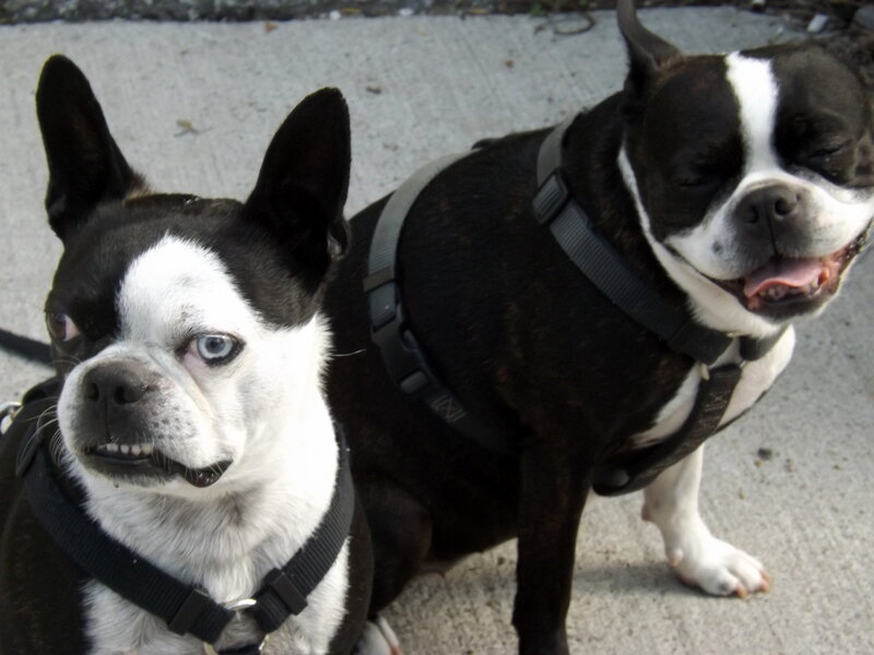 Two Boston Terriers