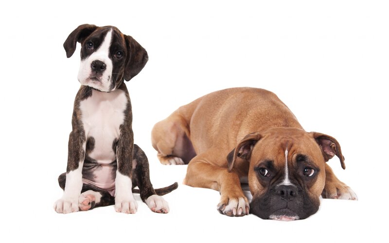 Two Boxer Dogs — Brown, Calm, Photograph, Puppy