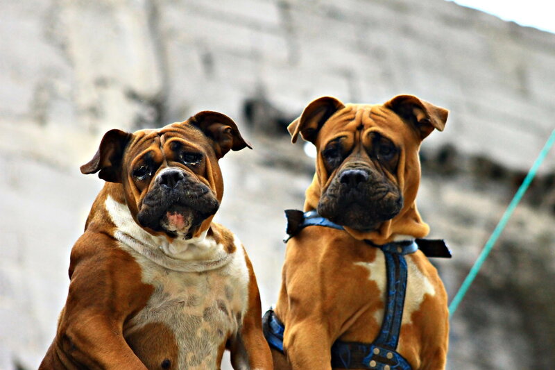 Two Boxer Dogs — Brown, Calm, Photograph