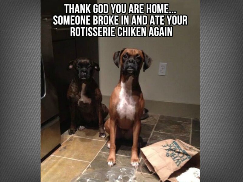 Two Boxer Dogs — Brown, Humorous