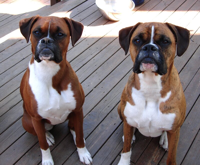 Two Boxer Dogs — Brown
