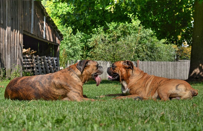 Two Boxer Dogs — Green