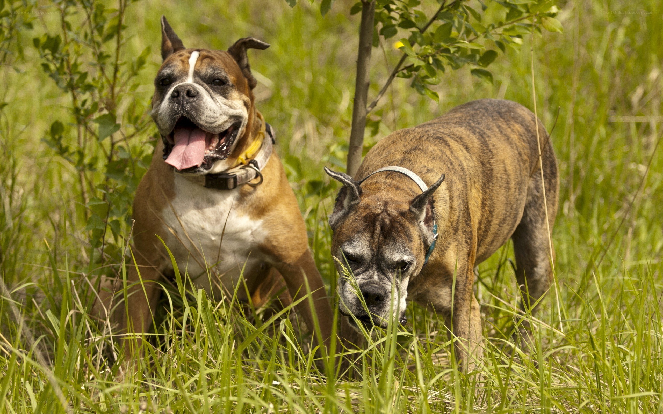 Two Boxer dogs in a field