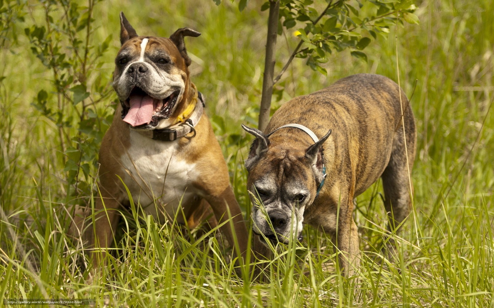 Two Boxer dogs in a field