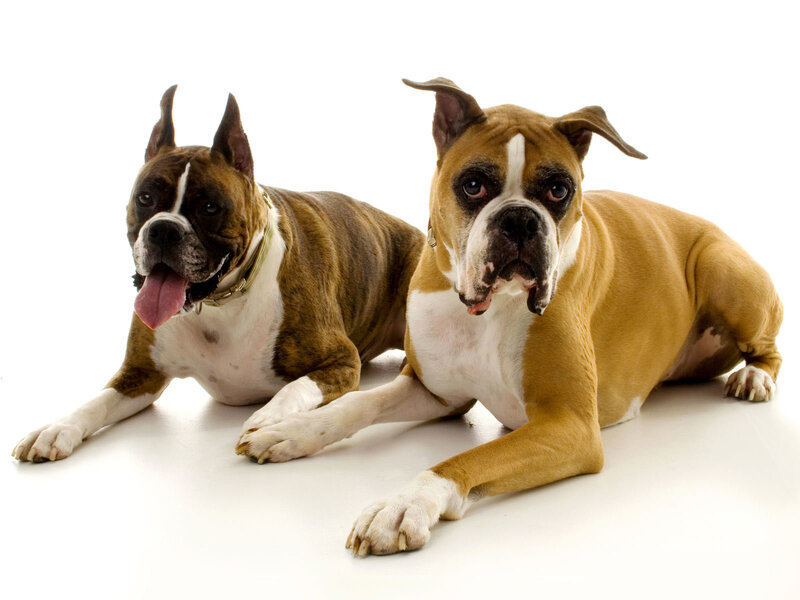 two boxer dogs lying down