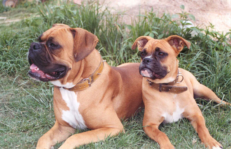 Two Boxer dogs on grass