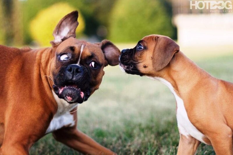 Two Boxer Dogs Playing