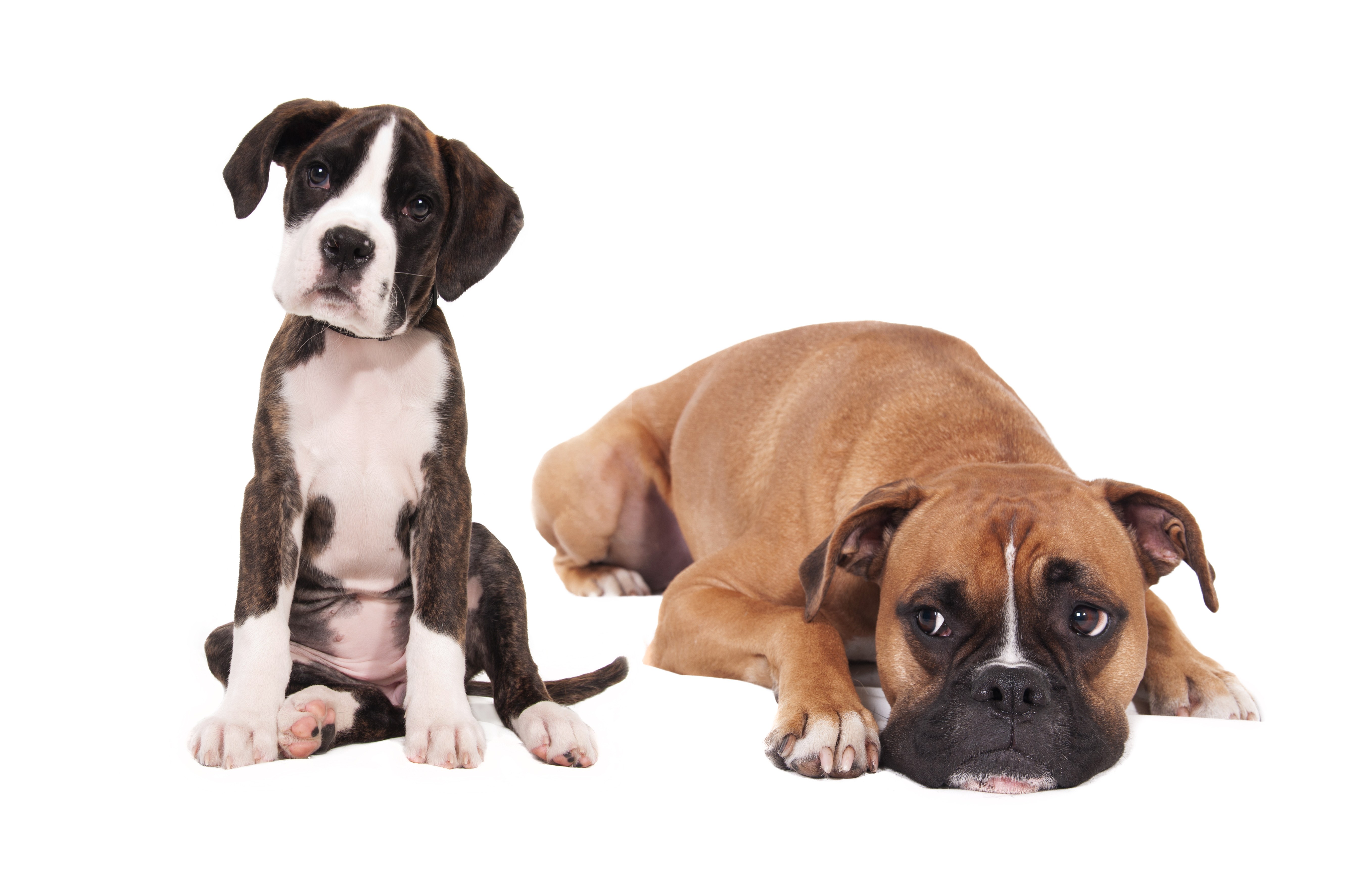 Two Boxer dogs, puppy and adult