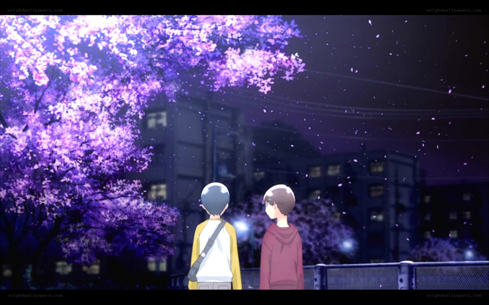 Two boys under cherry blossoms