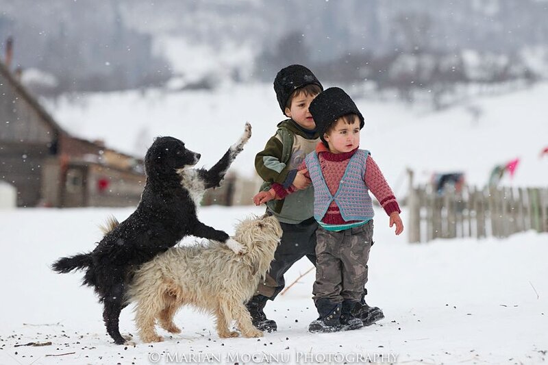 Two Boys with Dogs — White