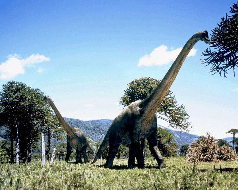 Two Brachiosaurus Dinosaurs