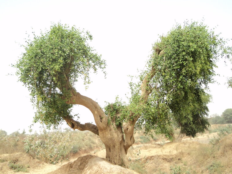 Two-branch Tree