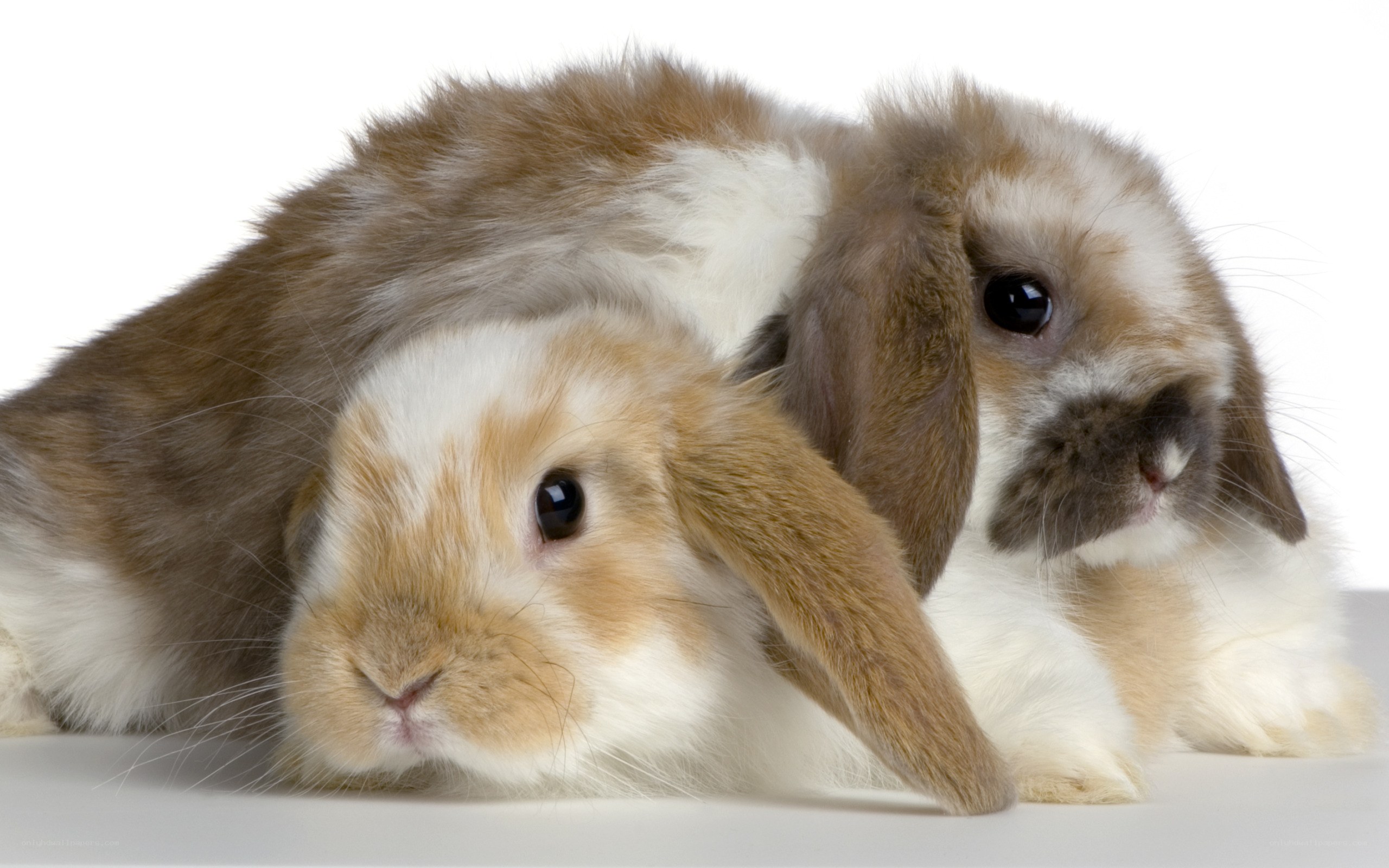 two brown and white bunnies