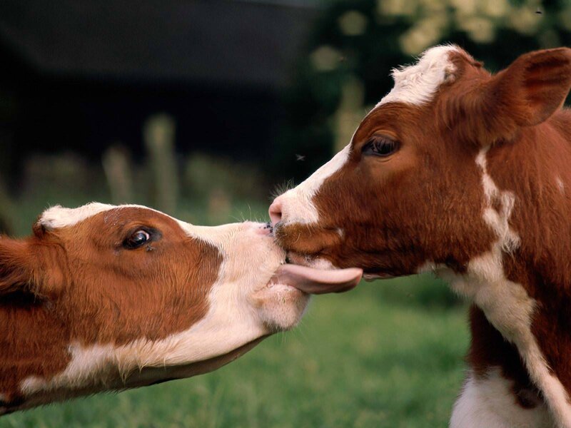 Two Brown and White Calves — Calm