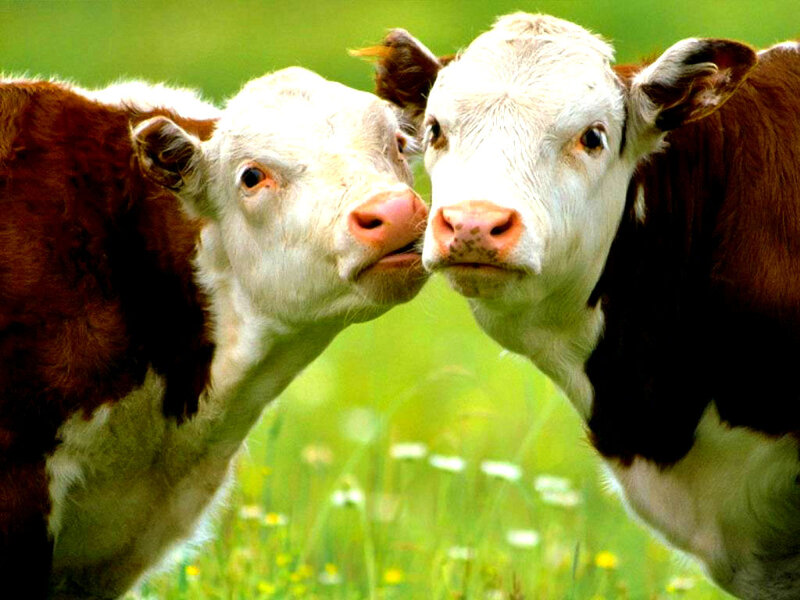 Two Brown and White Calves