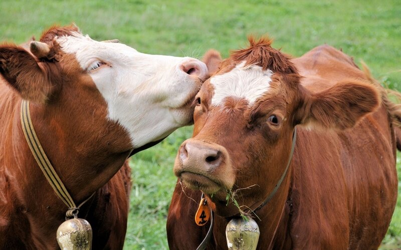 Two Brown and White Cows