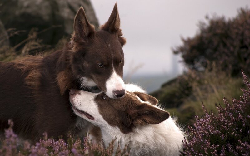 Two Brown and White Dogs — Calm